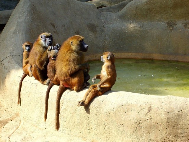 monkeys 1389183 640x480